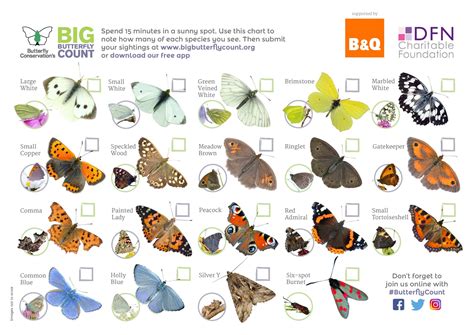 identify butterflies uk sheet